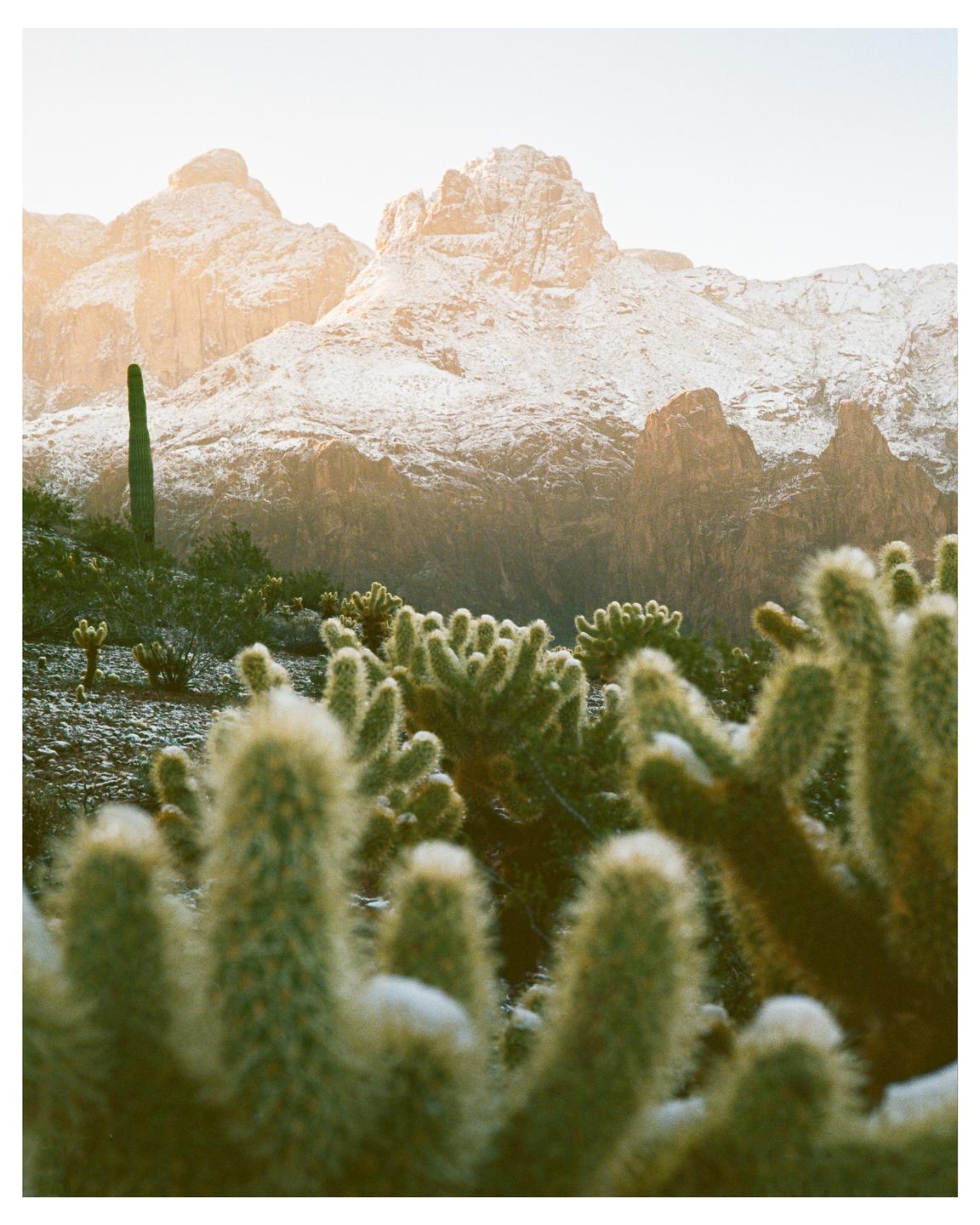 A snowy mountain range rises behind a desert landscape with cacti in the foreground.