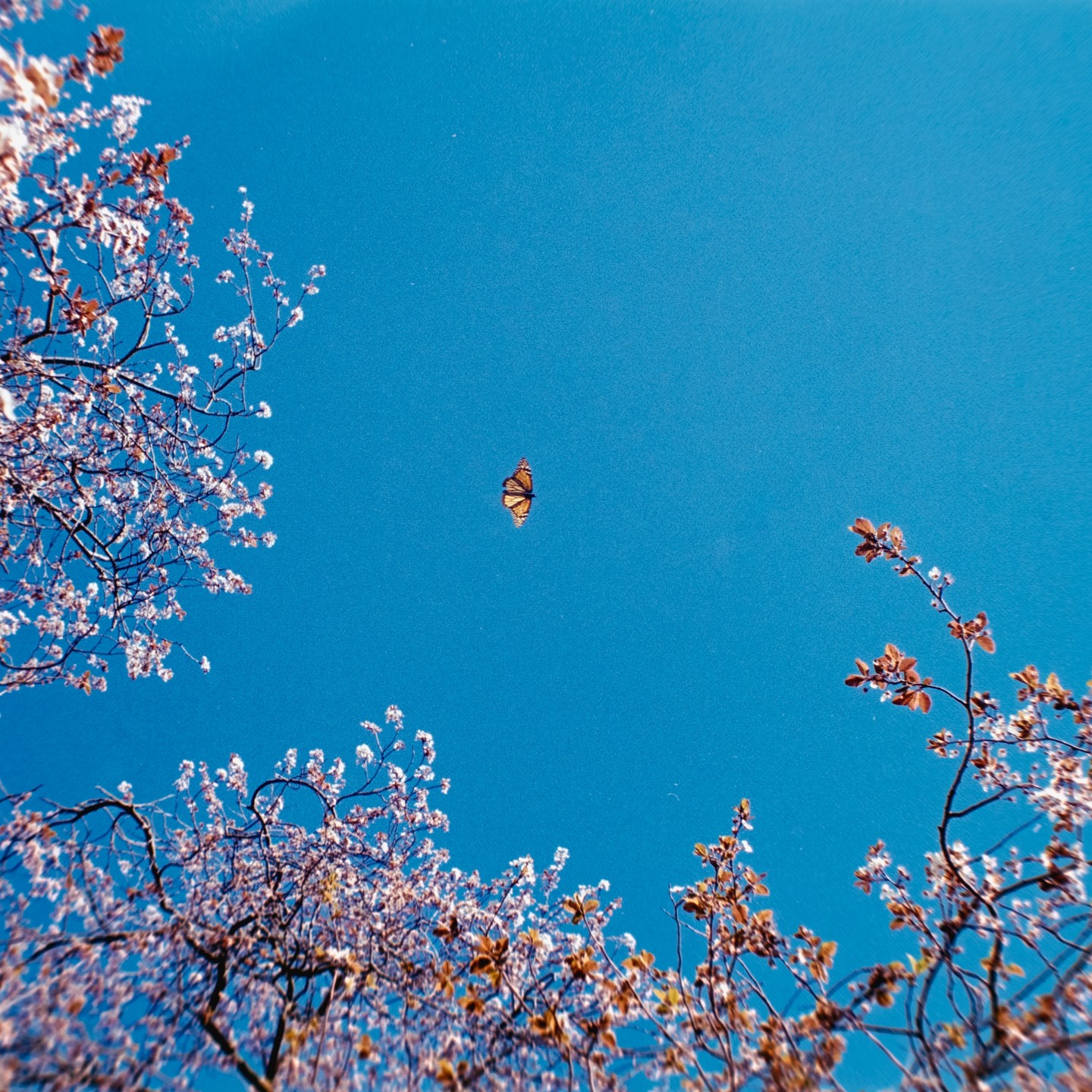 A butterfly flies in a clear blue sky, framed by tree branches with white blossoms and brown leaves.