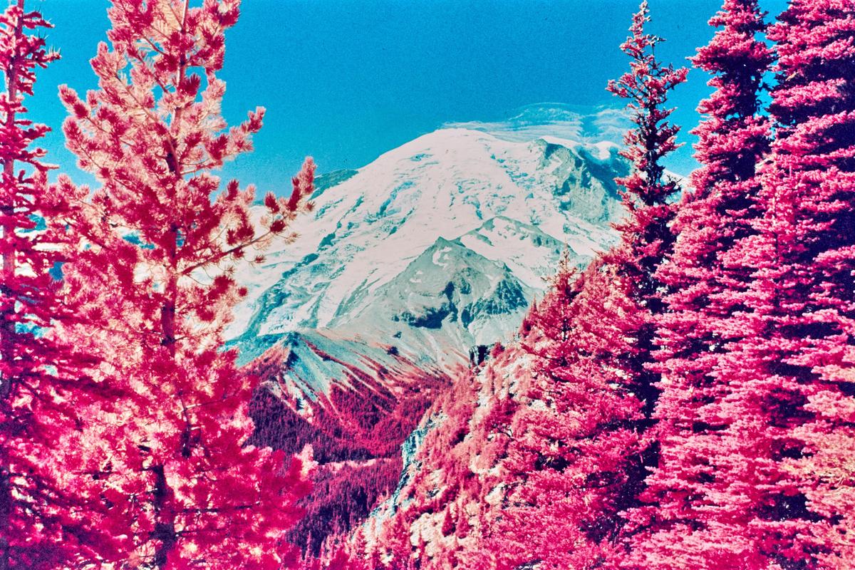A snow-capped mountain is visible through a valley of bright pink trees under a blue sky.