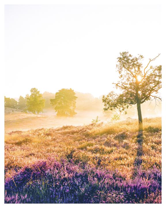 The sun shines through a tree in a field of purple flowers and tall grass.