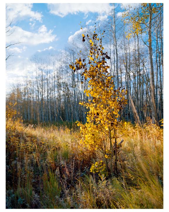 A small tree with bright yellow leaves stands in a field of tall grass with a forest of bare trees and a blue sky in the background.