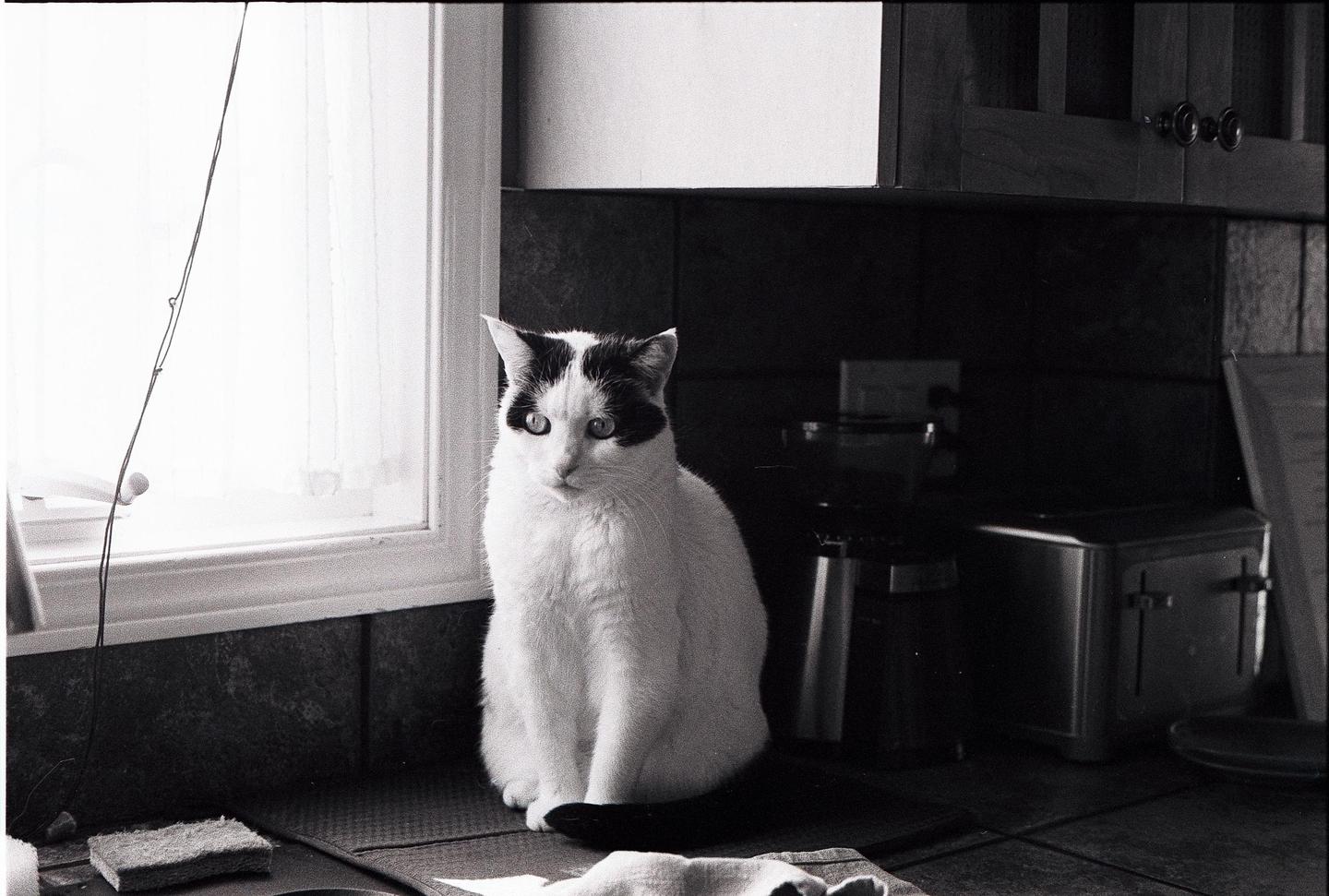 A black and white cat sits on a kitchen counter next to a window.