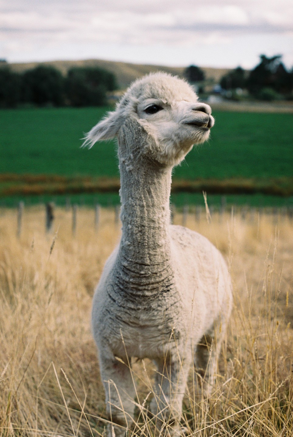 A white alpaca stands in a field of dry grass with green hills in the background.
