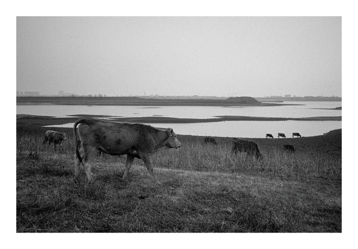 A herd of cows grazes in a field next to a body of water under a hazy sky.