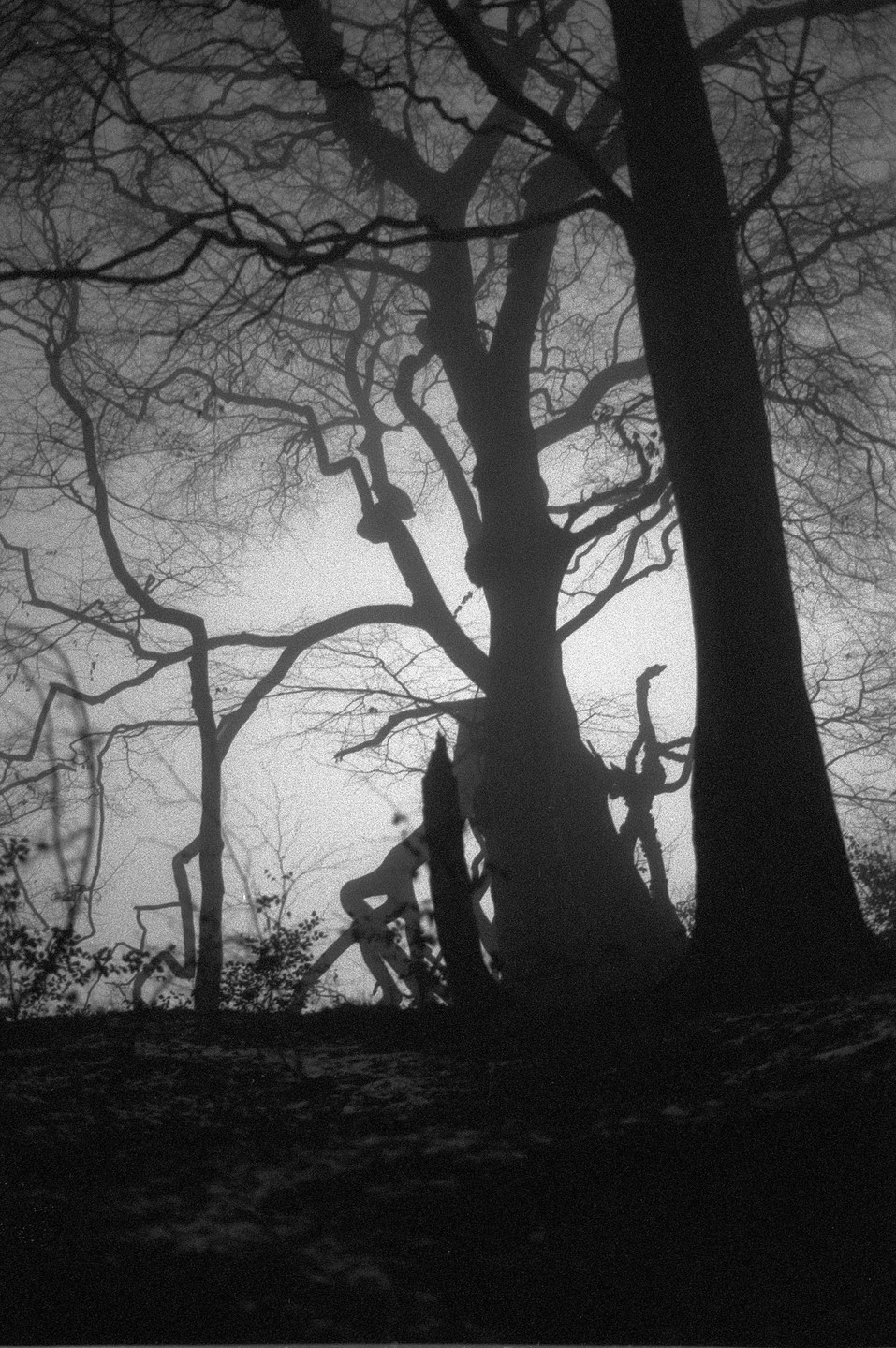 Bare trees are silhouetted against a hazy sky, with the ground in shadow.