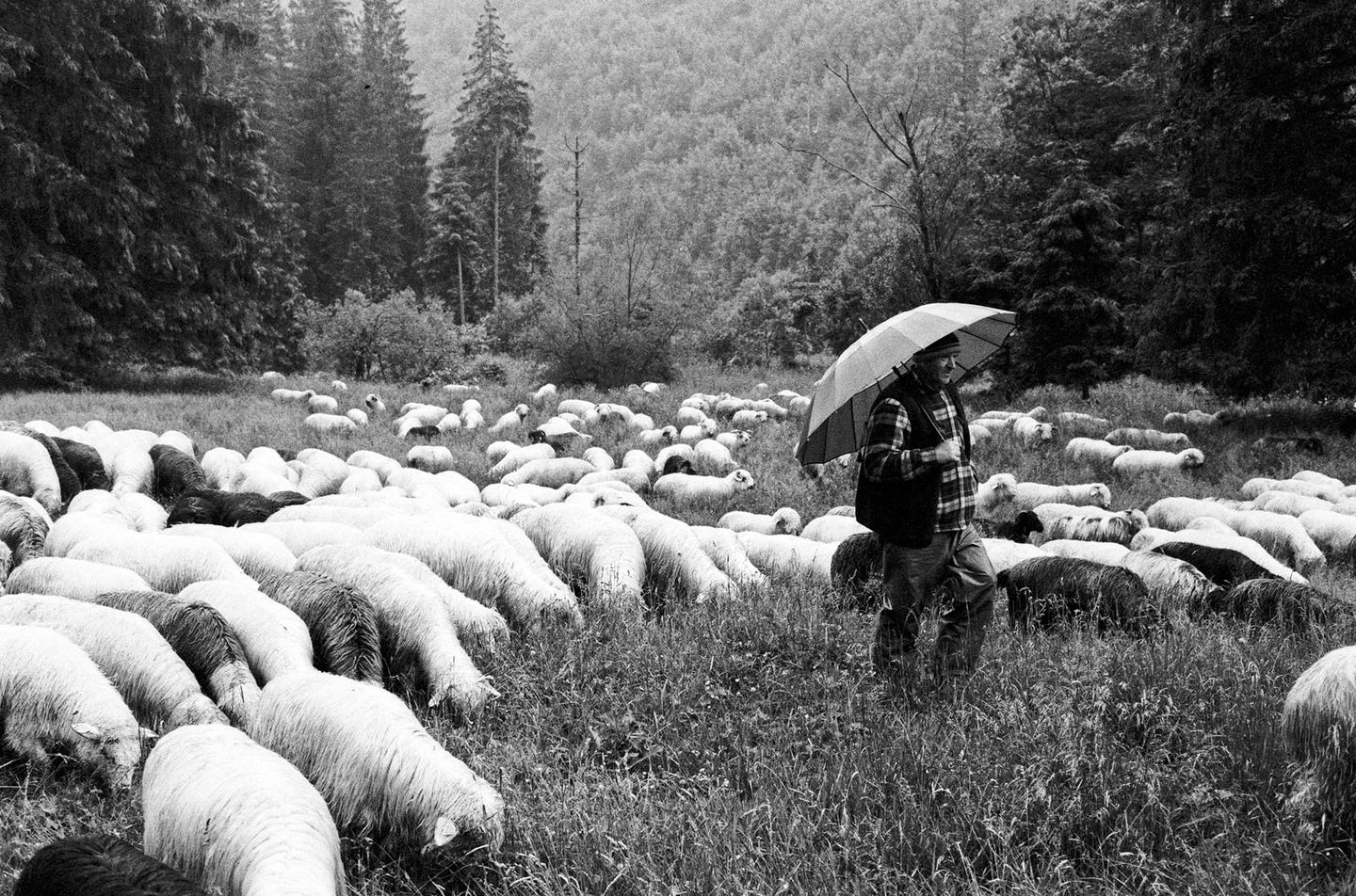 A man with an umbrella walks through a field of sheep with a forest in the background.