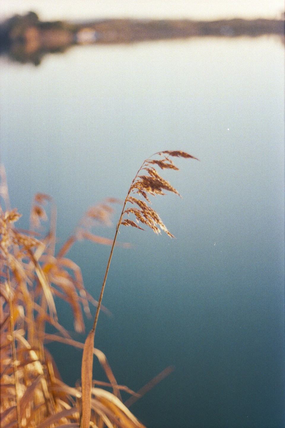 A single stalk of dried grass stands in front of a body of water with a blurred reflection in the background.