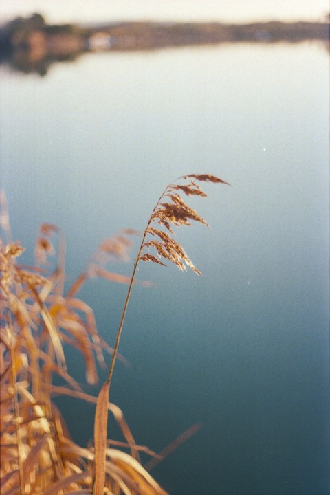 A single stalk of dried grass stands in front of a body of water with a blurred reflection in the background.