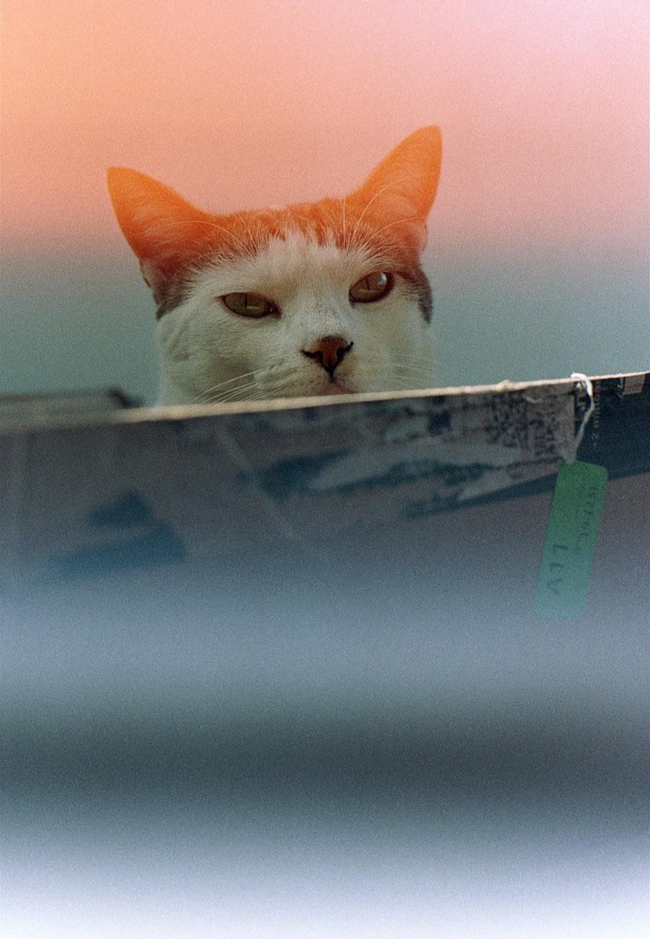 A white and orange cat peeks over a ledge with a soft orange and blue background.