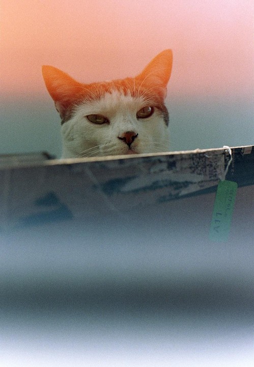 A white and orange cat peeks over a ledge with a soft orange and blue background.