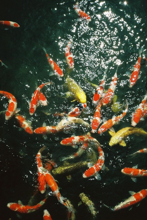 Many koi fish swim in dark water with bright reflections of light.