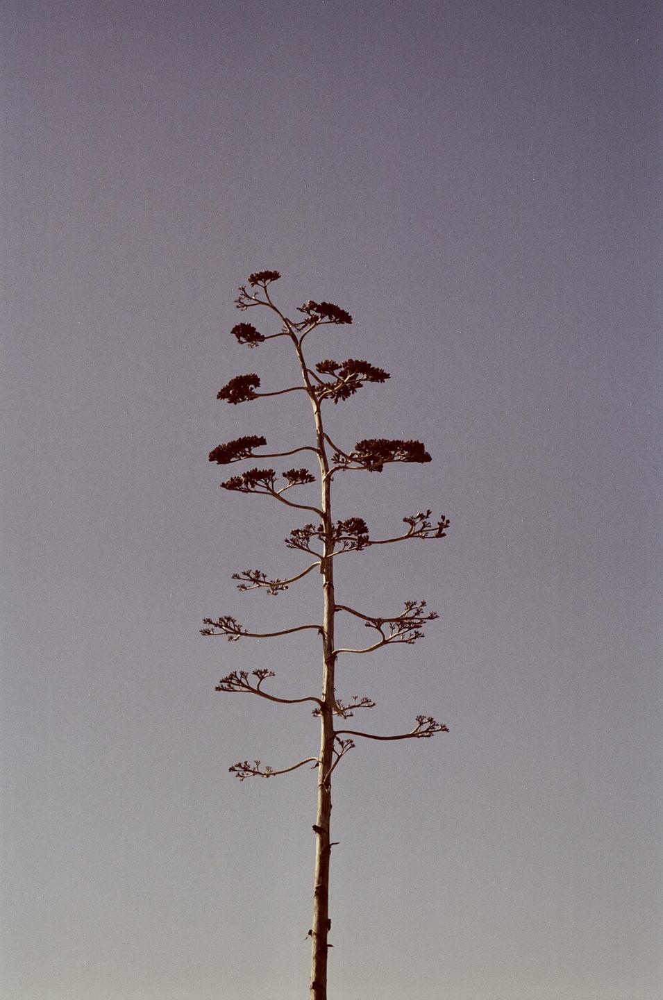 A tall, slender plant with small branches and leaves stands against a clear sky.
