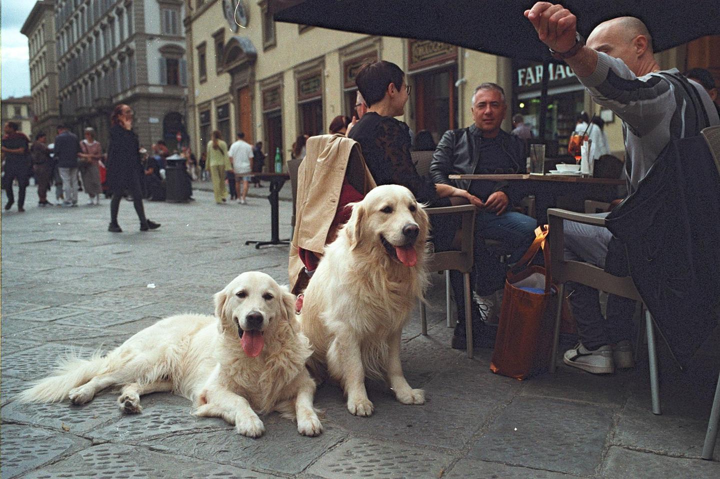 Two golden retrievers are sitting on a stone street next to a cafe with people.