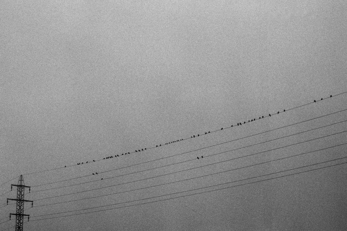 Many small birds sit on power lines stretching across a hazy sky, with a power pylon visible on the left.