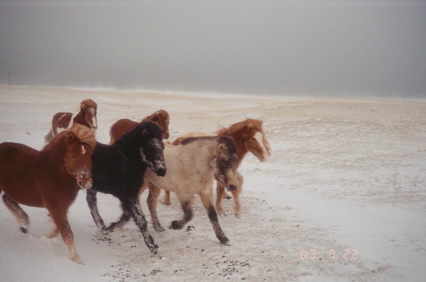 A herd of horses runs through a snowy field under a gray sky.