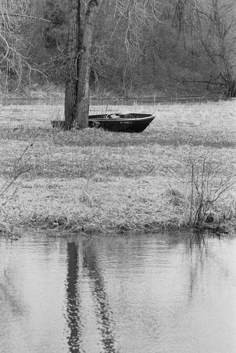 A small boat rests on the grassy bank of a body of water, next to a tree.