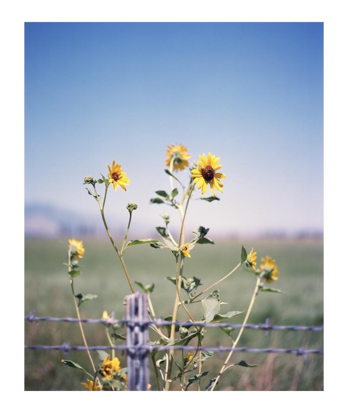 Yellow wildflowers grow behind a barbed wire fence under a clear blue sky.