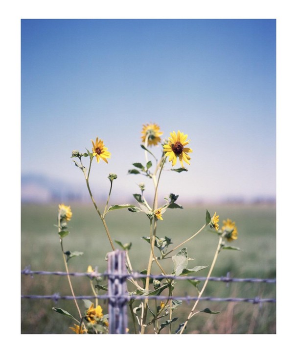 Yellow wildflowers grow behind a barbed wire fence under a clear blue sky.