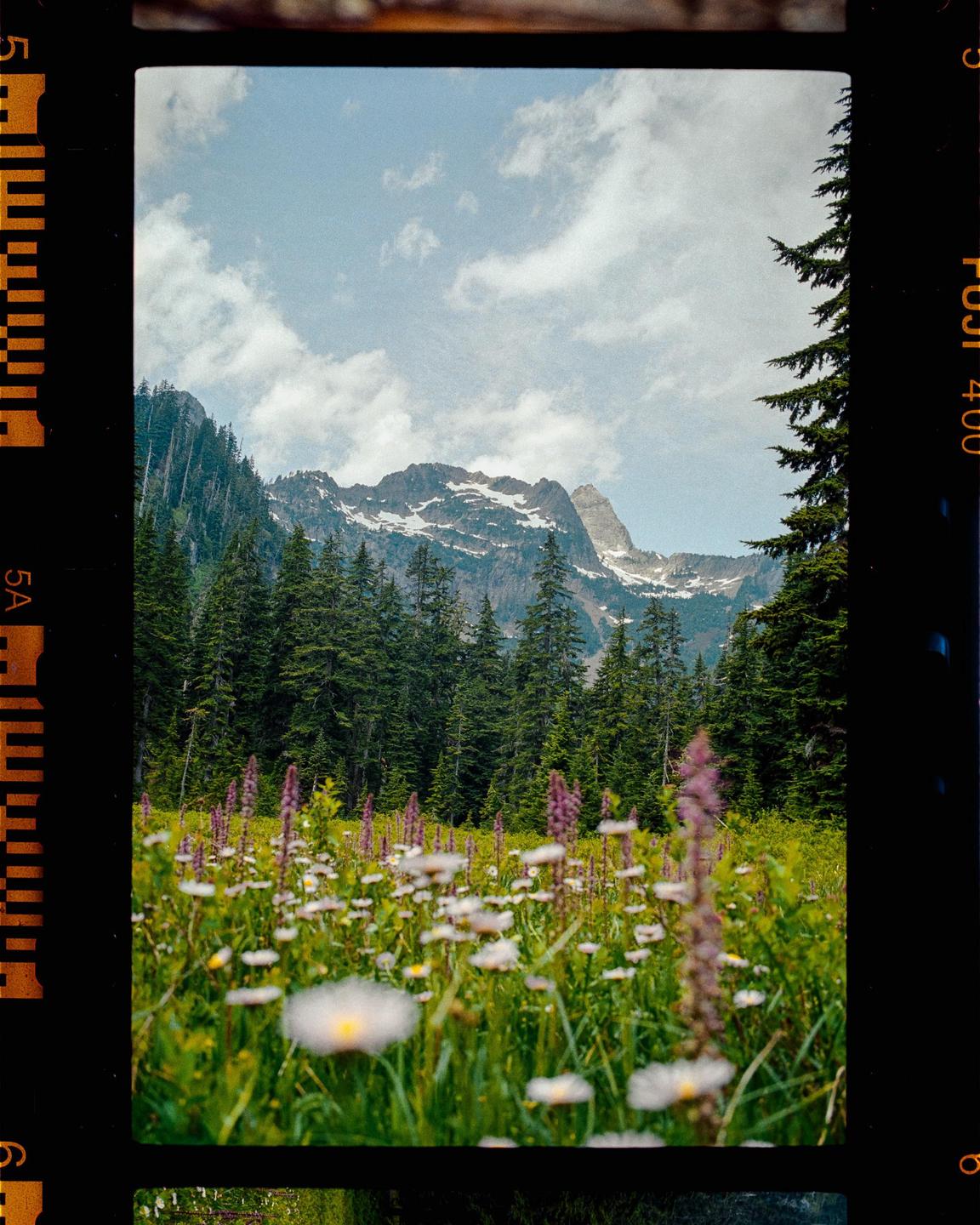 A field of wildflowers and tall grass sits in front of a dense forest and a snow-capped mountain range under a cloudy sky.