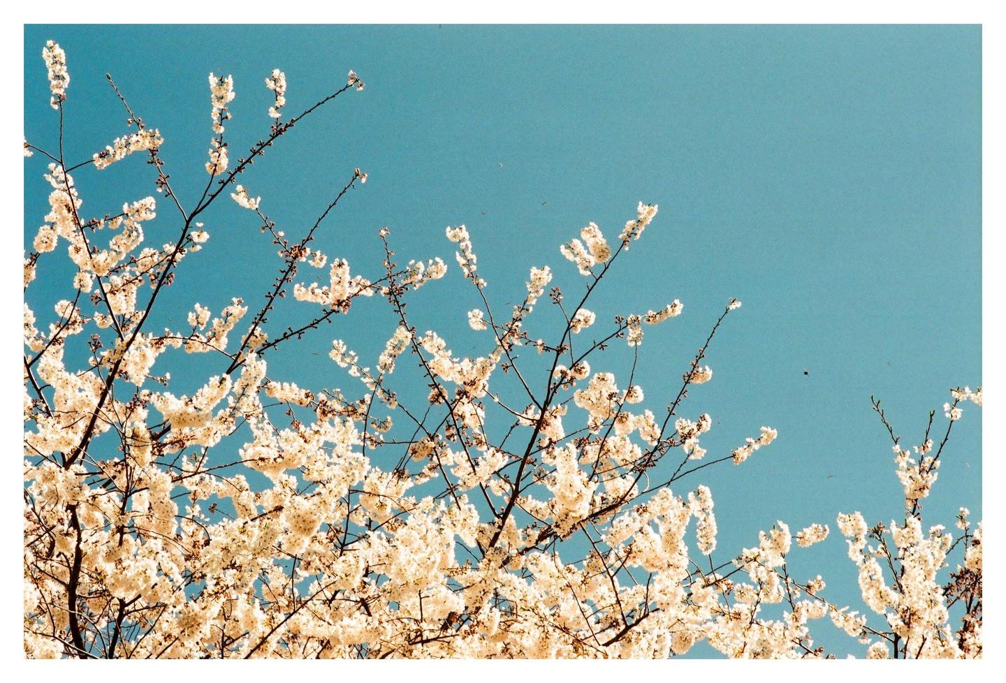 Branches with white blossoms are set against a clear blue sky.