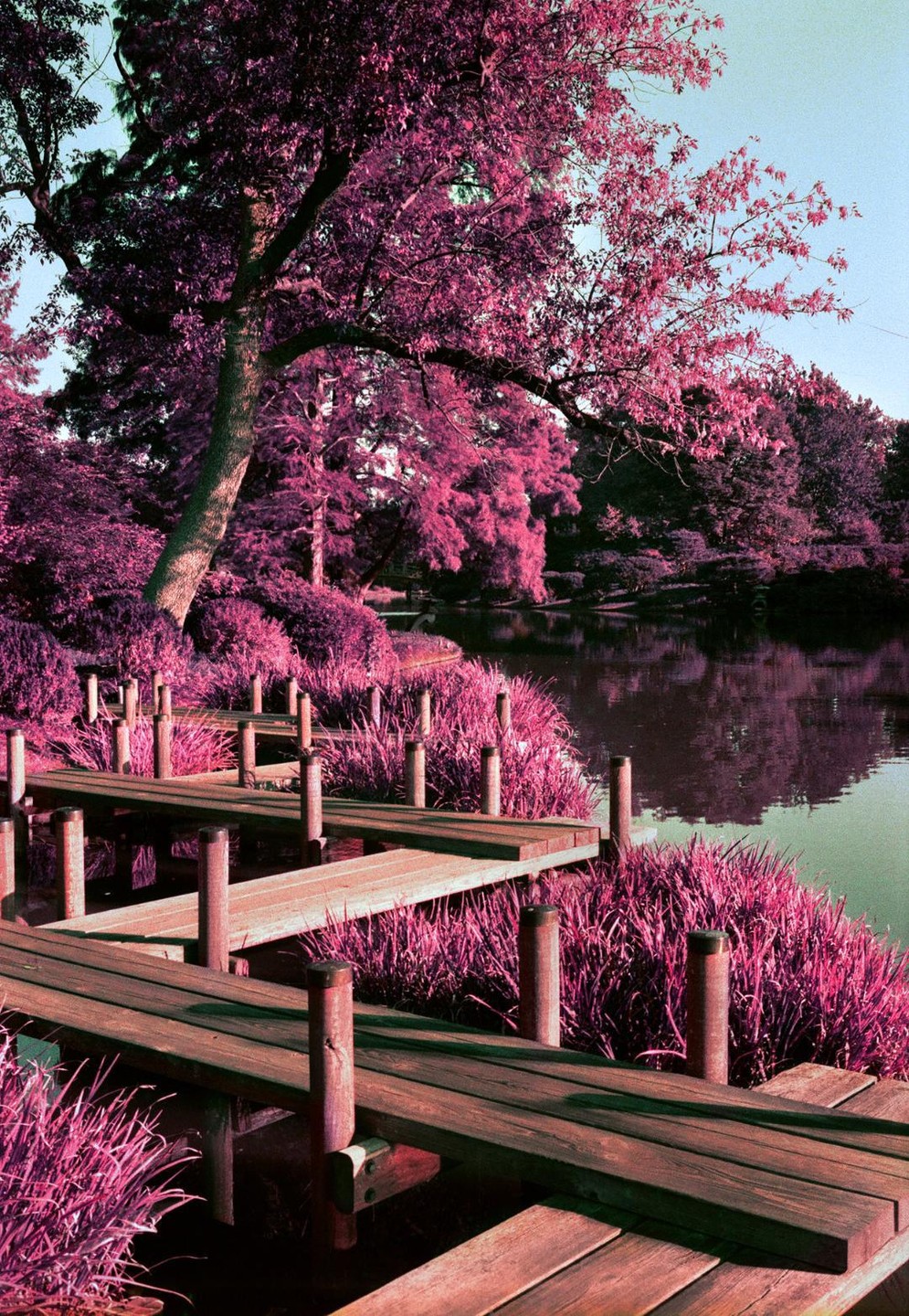 A wooden boardwalk winds along a body of water, surrounded by vibrant purple foliage and trees.