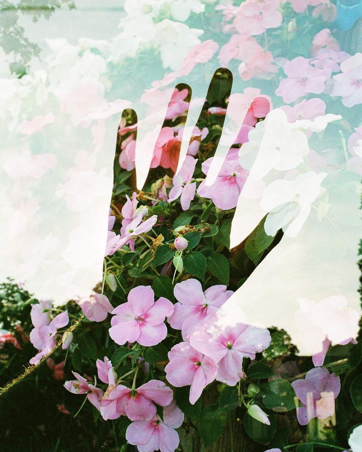 A double exposure shows a hand superimposed over pink flowers.
