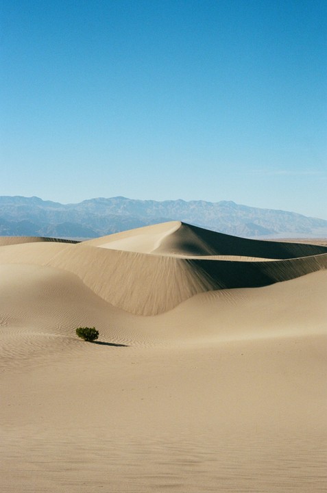 A lone green bush sits in the foreground of a desert landscape with sand dunes and mountains under a clear sky.