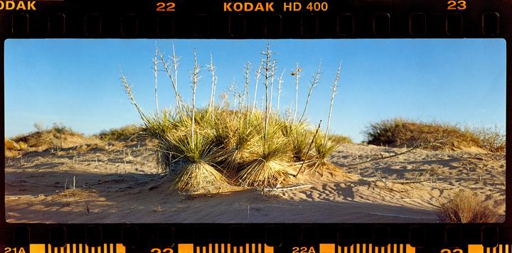 A cluster of desert plants with tall stalks grows on a sandy dune under a clear blue sky.