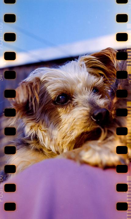 A small dog with shaggy brown and white fur looks directly at the viewer.