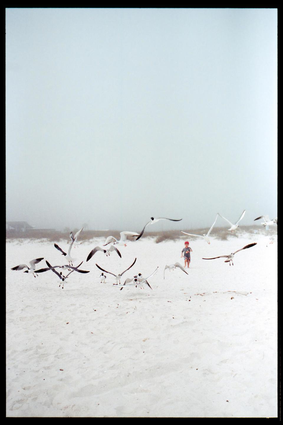 A child in a red hat stands on a white sand beach surrounded by many seagulls taking flight.