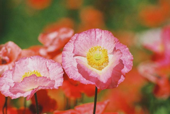 A close-up shot shows several pink poppies with yellow centers against a blurred background of more flowers and green foliage.