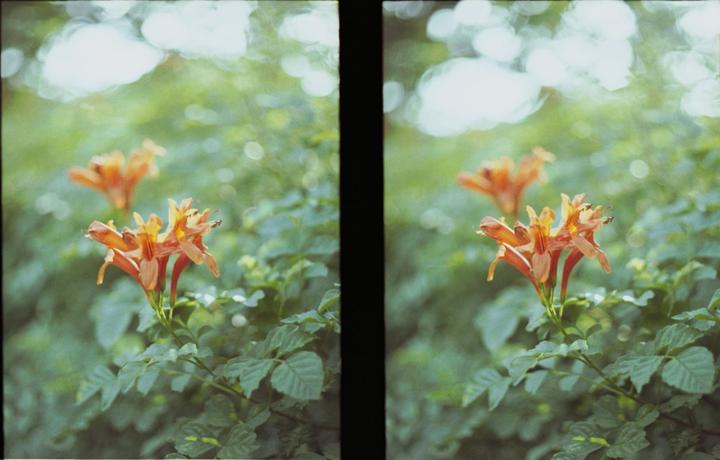 Two orange daylilies are in focus in the foreground, with green foliage and bright bokeh in the background.