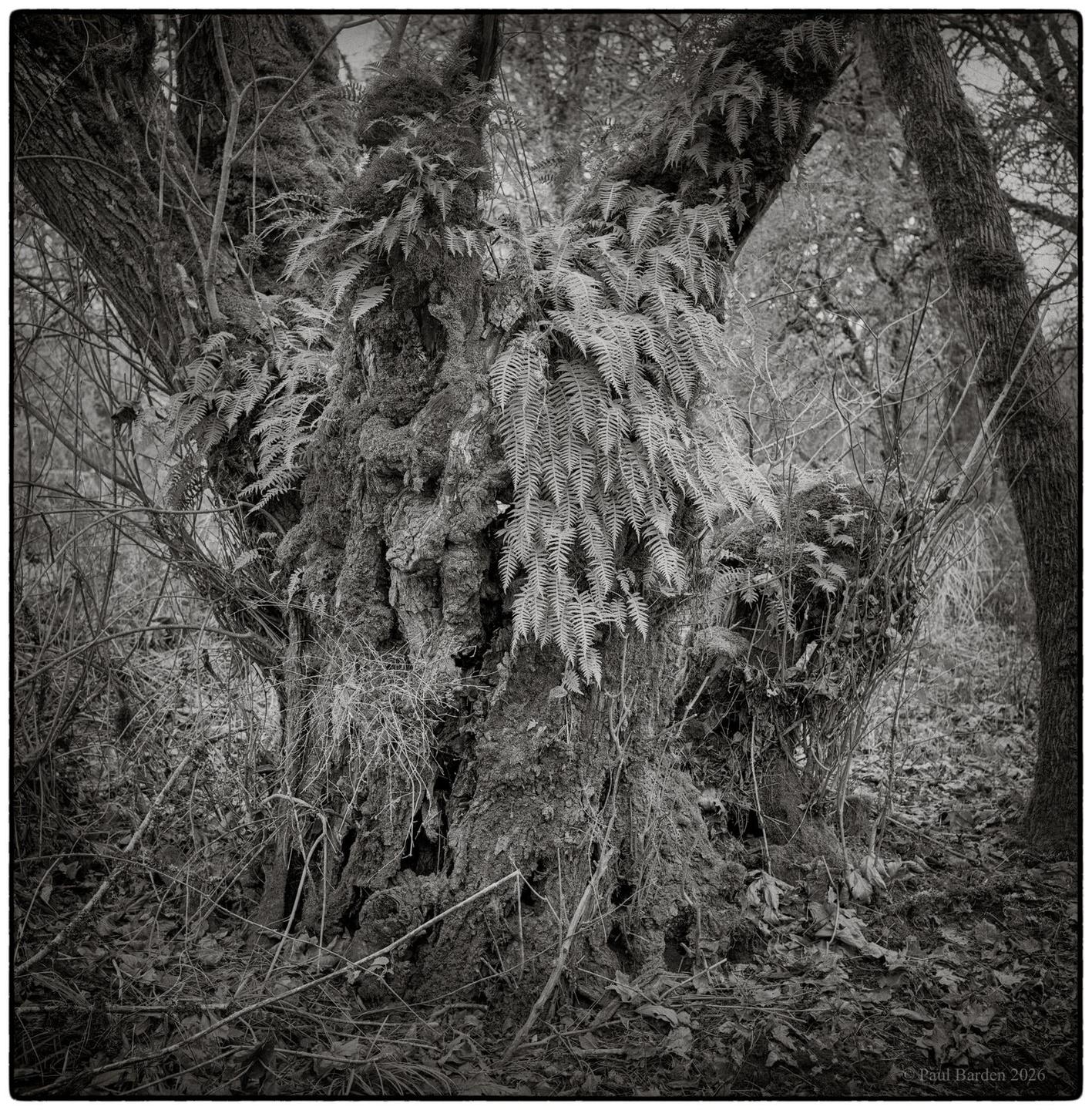 A large tree trunk covered in moss and ferns stands in a forest.