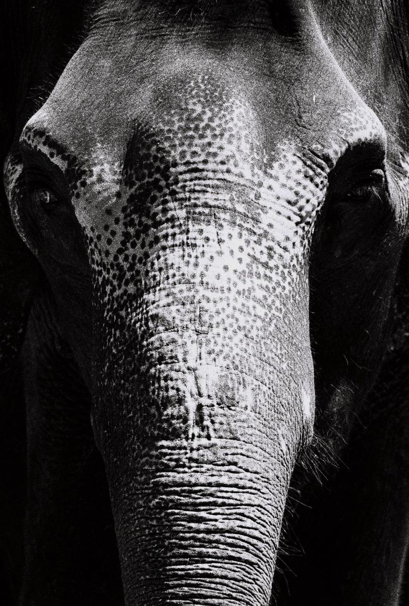 A close-up, black and white portrait shows the textured skin and trunk of an elephant.