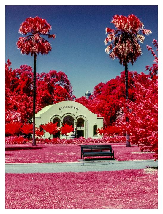 A building with "CONSERVATORY" written above its entrance is surrounded by red trees and grass, with two tall palm trees framing it under a blue sky.