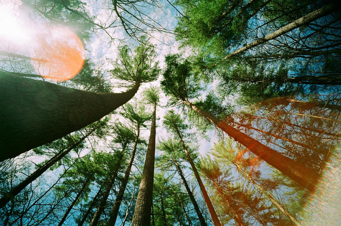 A low-angle view shows tall trees reaching towards a bright sky with a prominent lens flare.