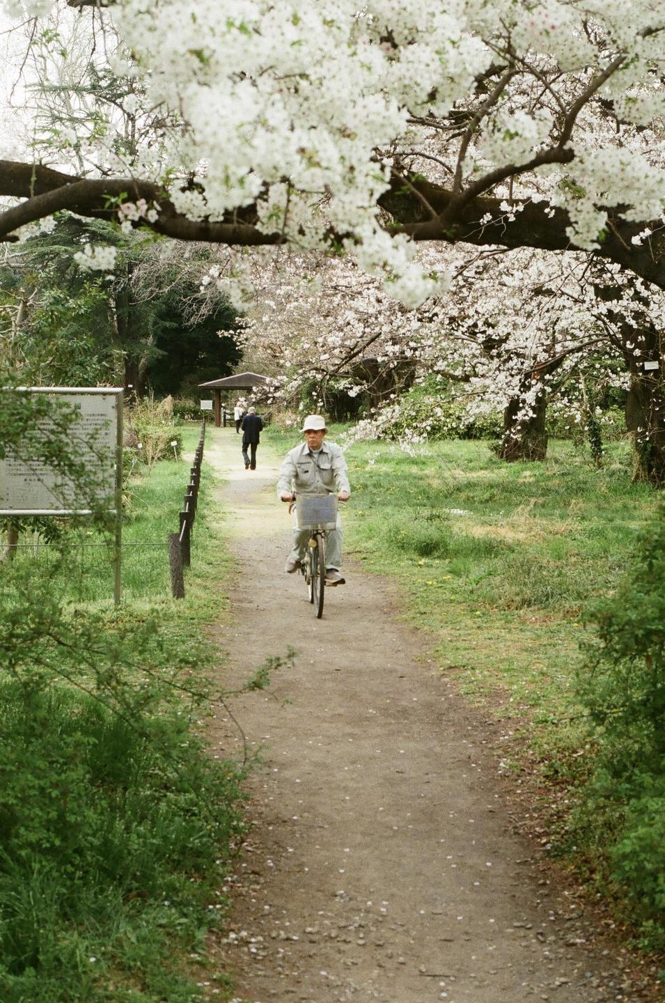 A man rides a bicycle on a dirt path lined with cherry trees in bloom.