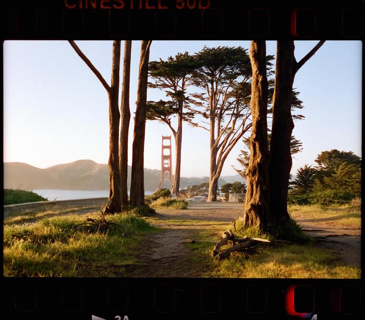 The Golden Gate Bridge is visible through trees and over a body of water.