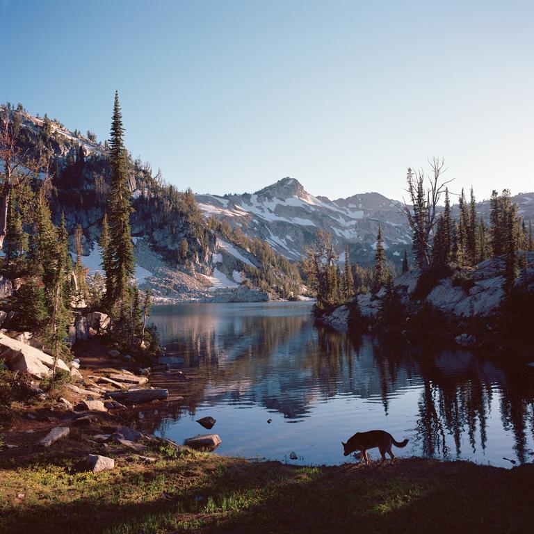 A dog stands by the edge of a lake surrounded by mountains and pine trees.