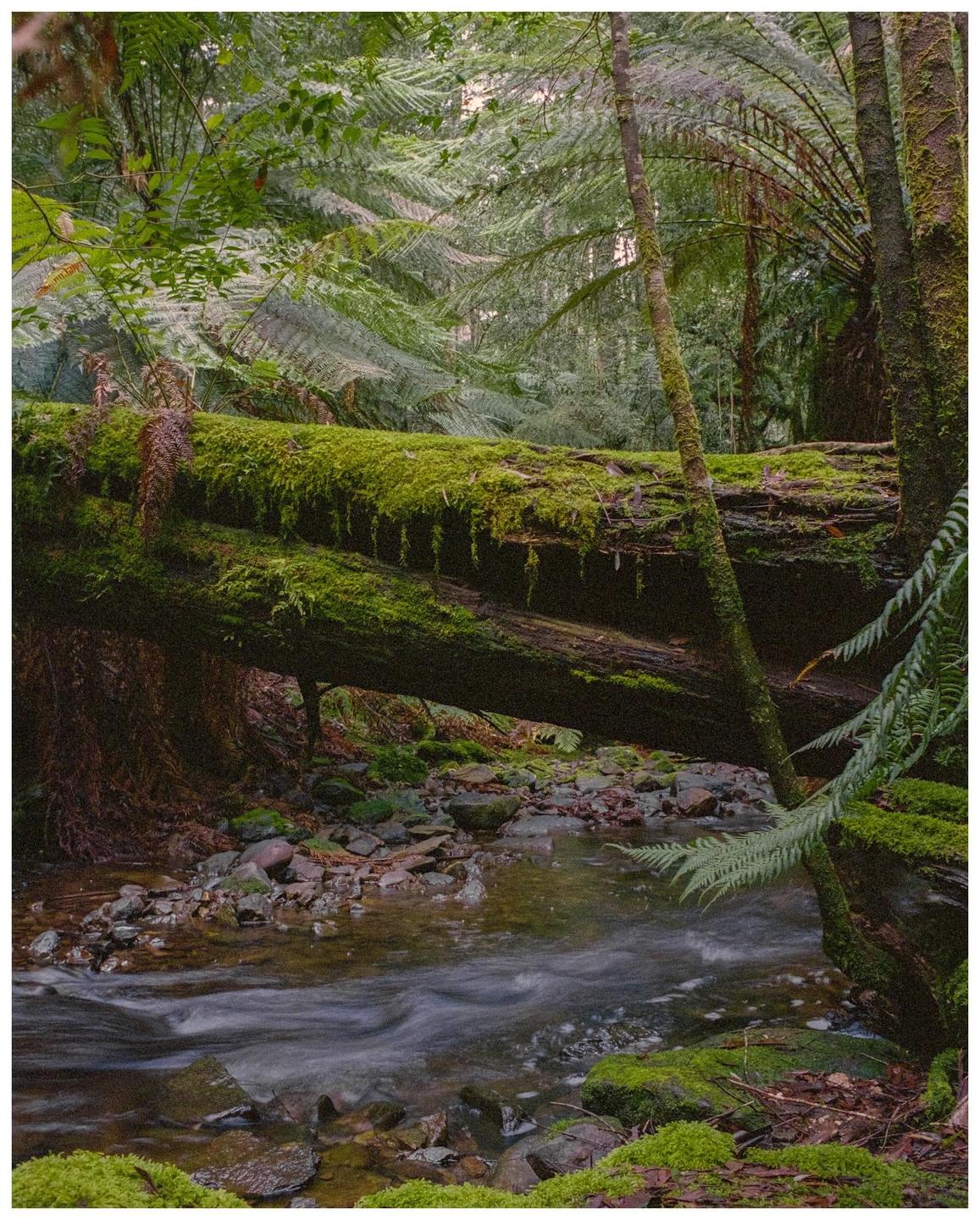 A moss-covered fallen tree trunk spans across a rocky stream in a lush temperate rainforest.