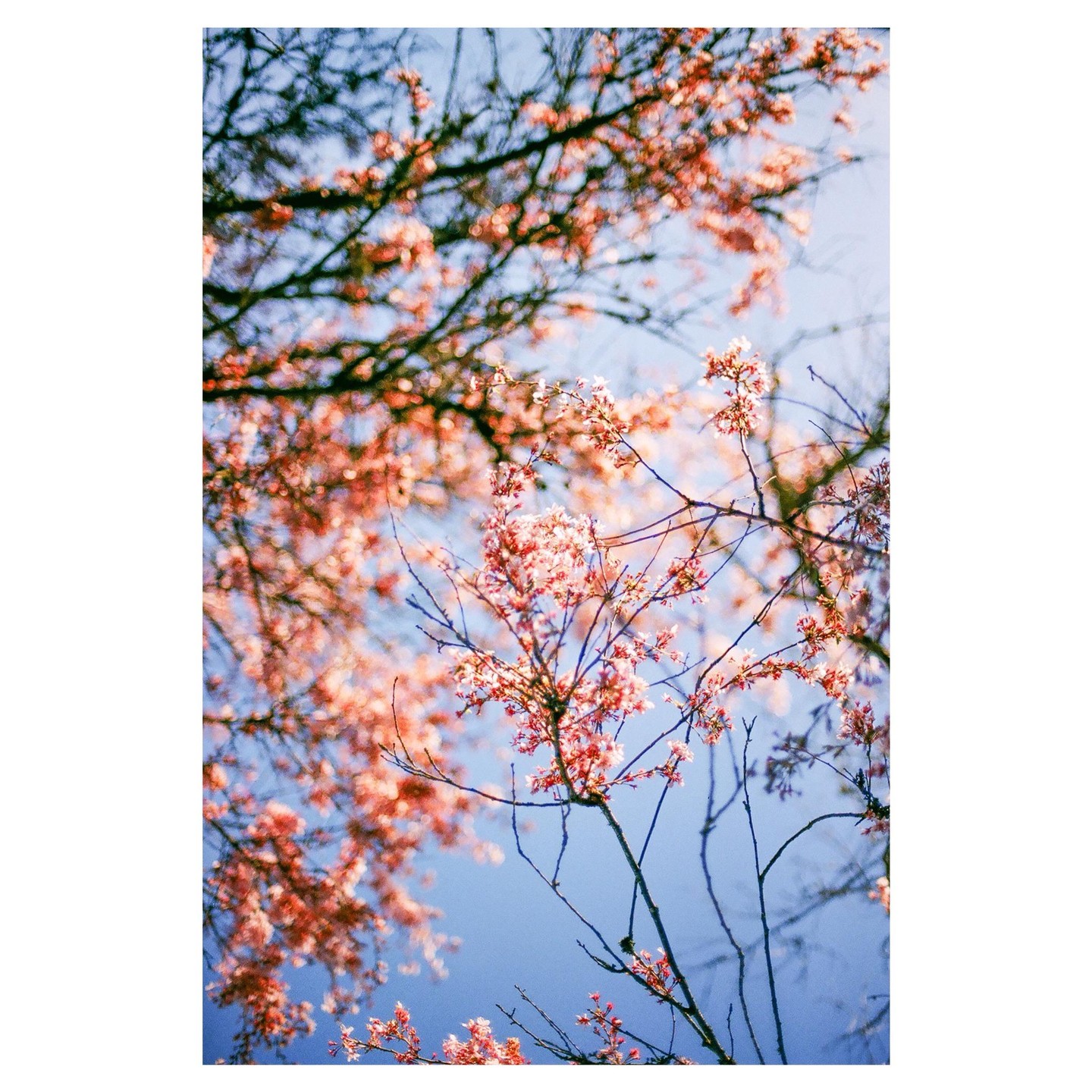 Pink blossoms are visible on tree branches against a clear blue sky.