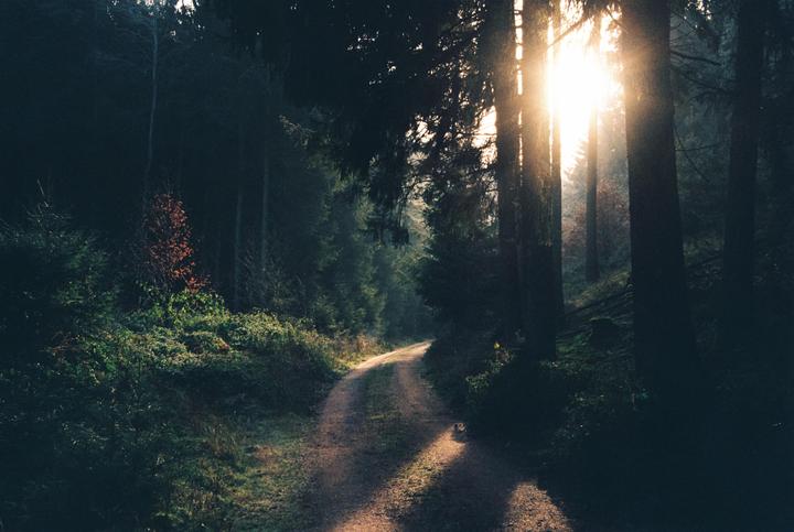 Sunlight streams through tall trees onto a winding dirt path in a forest.