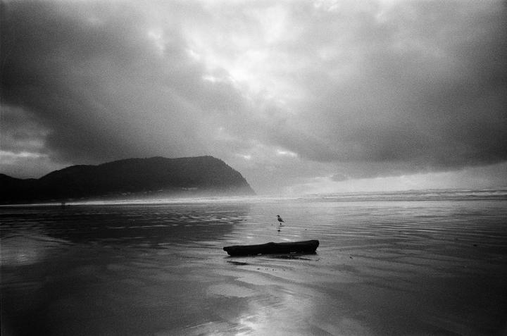 A bird stands on a wet beach next to a piece of driftwood with a mountain and cloudy sky in the background.