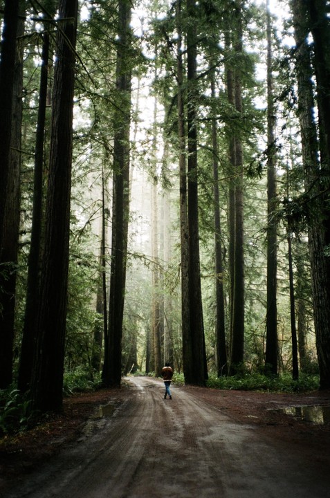 A person walks down a dirt road through a forest of tall redwood trees with light shining through the canopy.