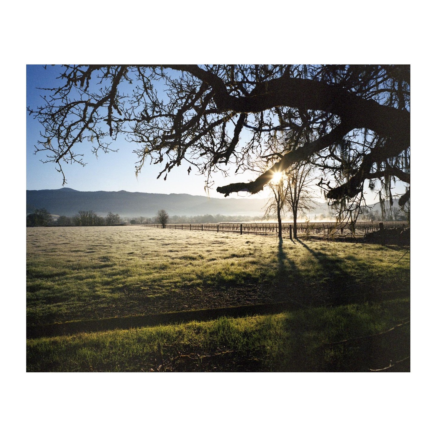 The sun rises over a frosty field with a large tree branch in the foreground and mountains in the distance.
