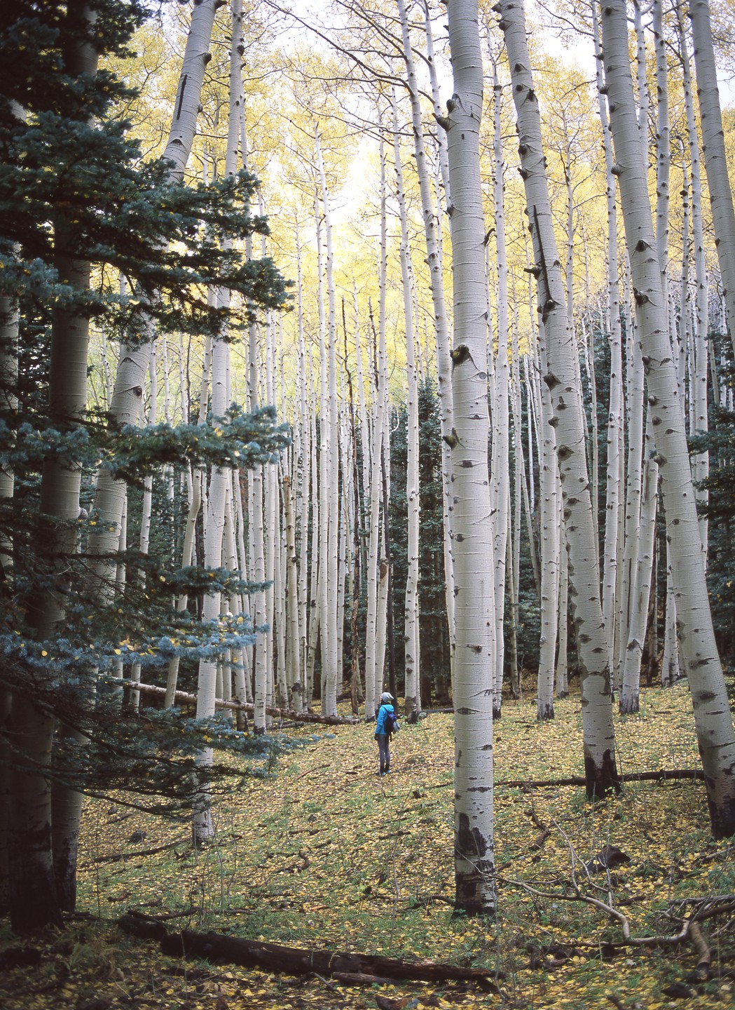 A person with a blue backpack walks through a forest of tall, slender trees with white bark and yellow leaves on the ground.