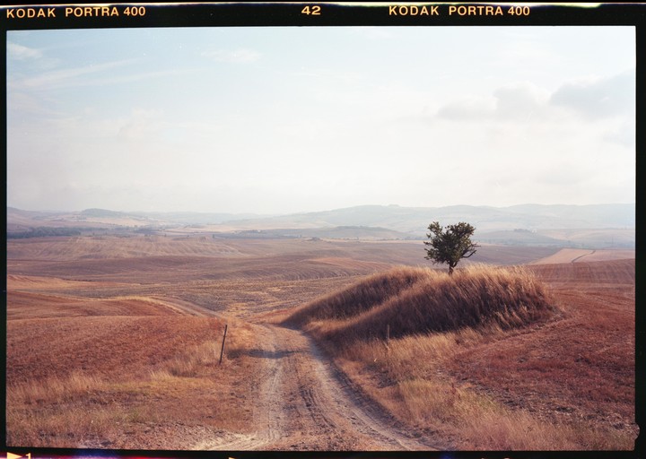 A dirt road leads through rolling hills of dry grass towards a lone tree on a small mound.