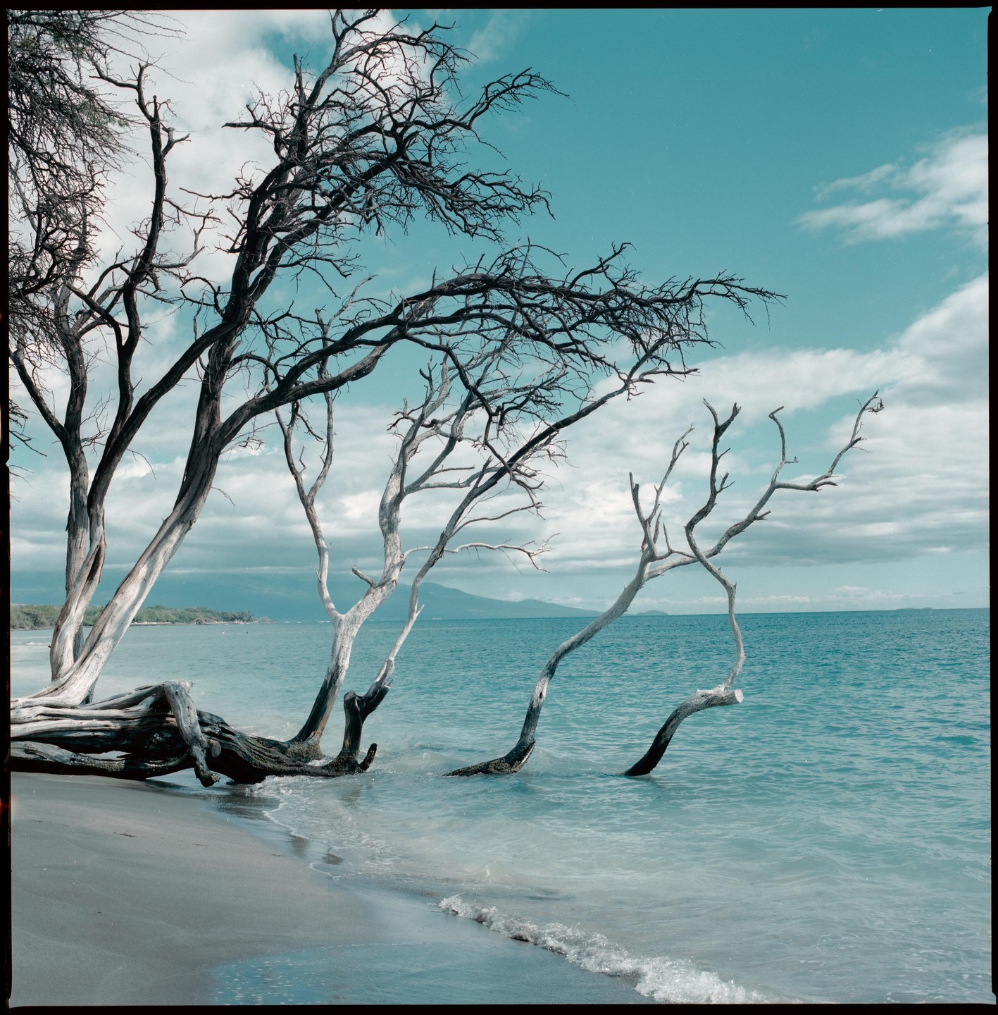 Bare trees with white trunks grow out of the sand and into the ocean under a cloudy sky.