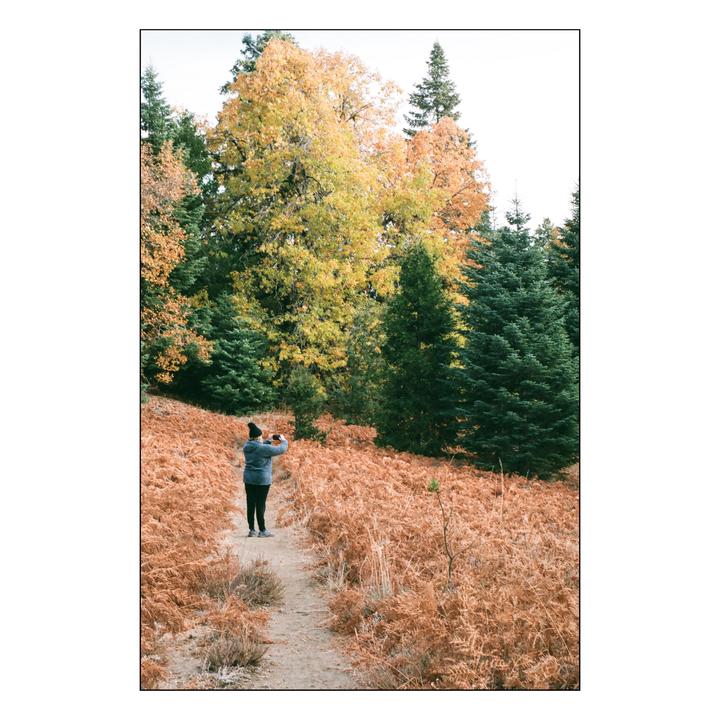 A person stands on a path surrounded by dried ferns and trees with autumn foliage.