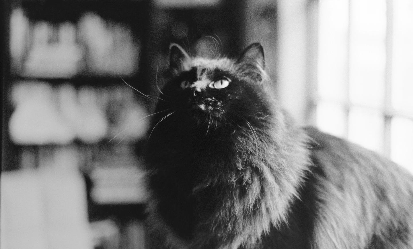 A fluffy black cat with bright eyes looks up and to the right.